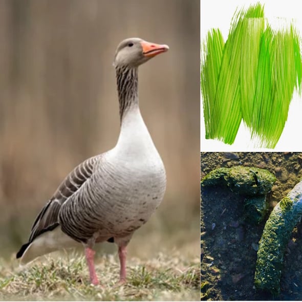 The color green