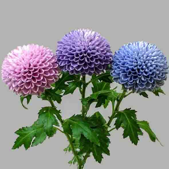 Chrysanthemen590x590.jpg