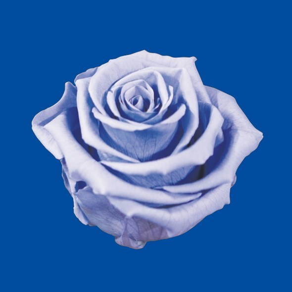 Newsletter10-Knowledge-Flower-Blue.jpg
